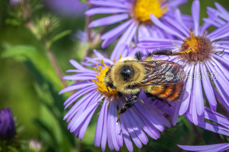 红带大黄蜂(Bombus rufocinctus)，红带大黄蜂